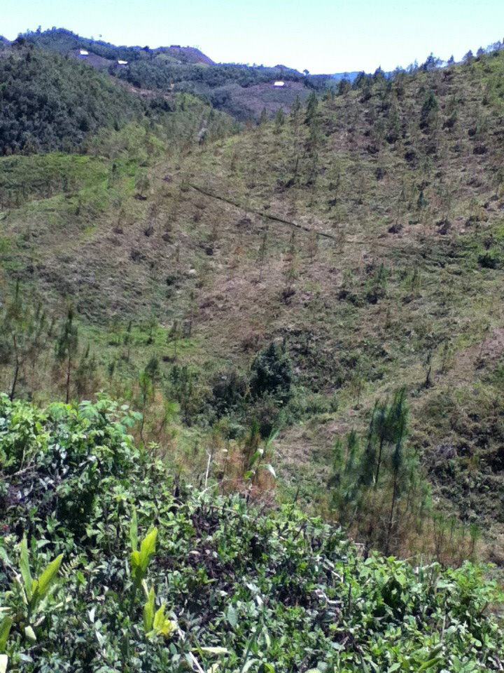 Hillside with vegetation